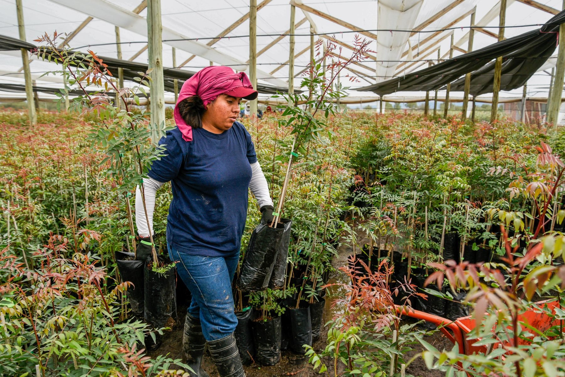 20251028_Brenda-Sanchez-trabajadora_Pistachos-de-los-Andes_San-Juan_Argentina_Celina-Mutti-Lovera_Dialogue-Earth-1800x1200