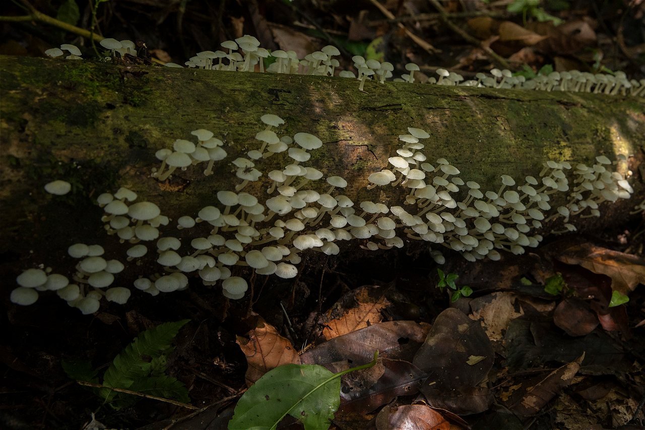 Hongos y musgos en el tronco de un árbol caído.