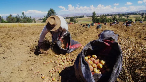 Agricultores de papa (Crédito Andina Minagri).jpg