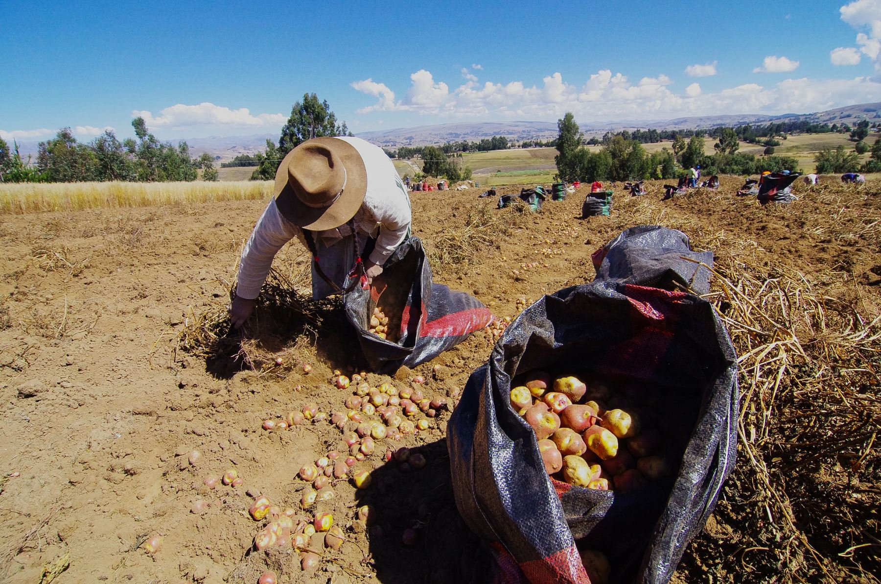 Agricultores de papa (Crédito Andina Minagri).jpg