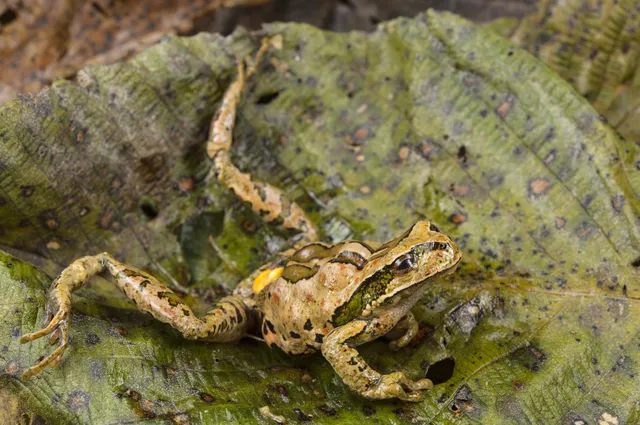 En 2013, investigadores de la Universidad Estatal de Oregon, en Estados Unidos, encontraron que una menor diversidad de especies de anfibios provocaba que se transmitiera con mayor facilidad una enfermedad provocada por el hongo B. dendrobatidis. En la imagen, una rana Gastrotheca excubitor afectada por este padecimiento.