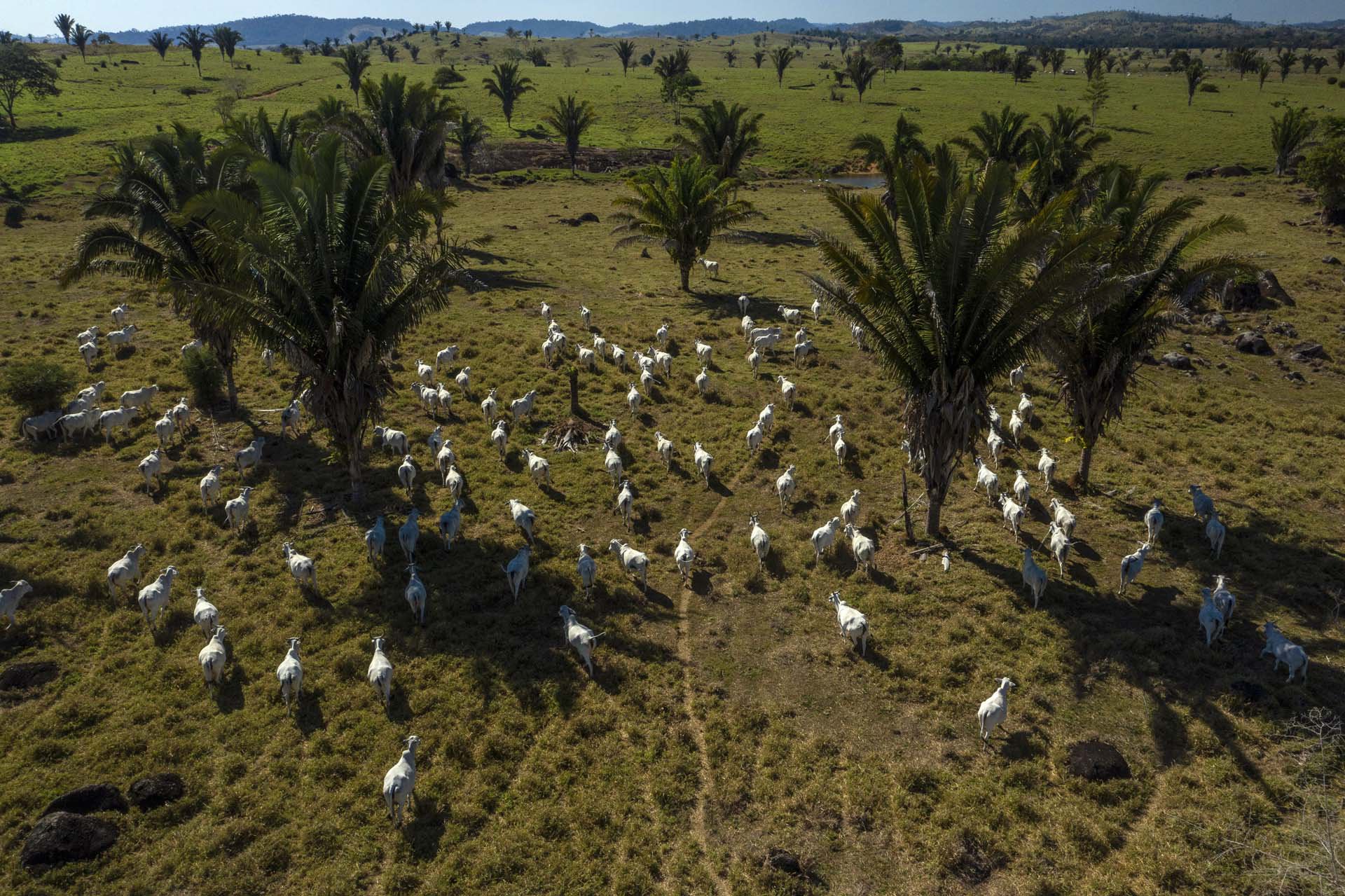 BRAZIL DEFORESTATION 14-9.jpg