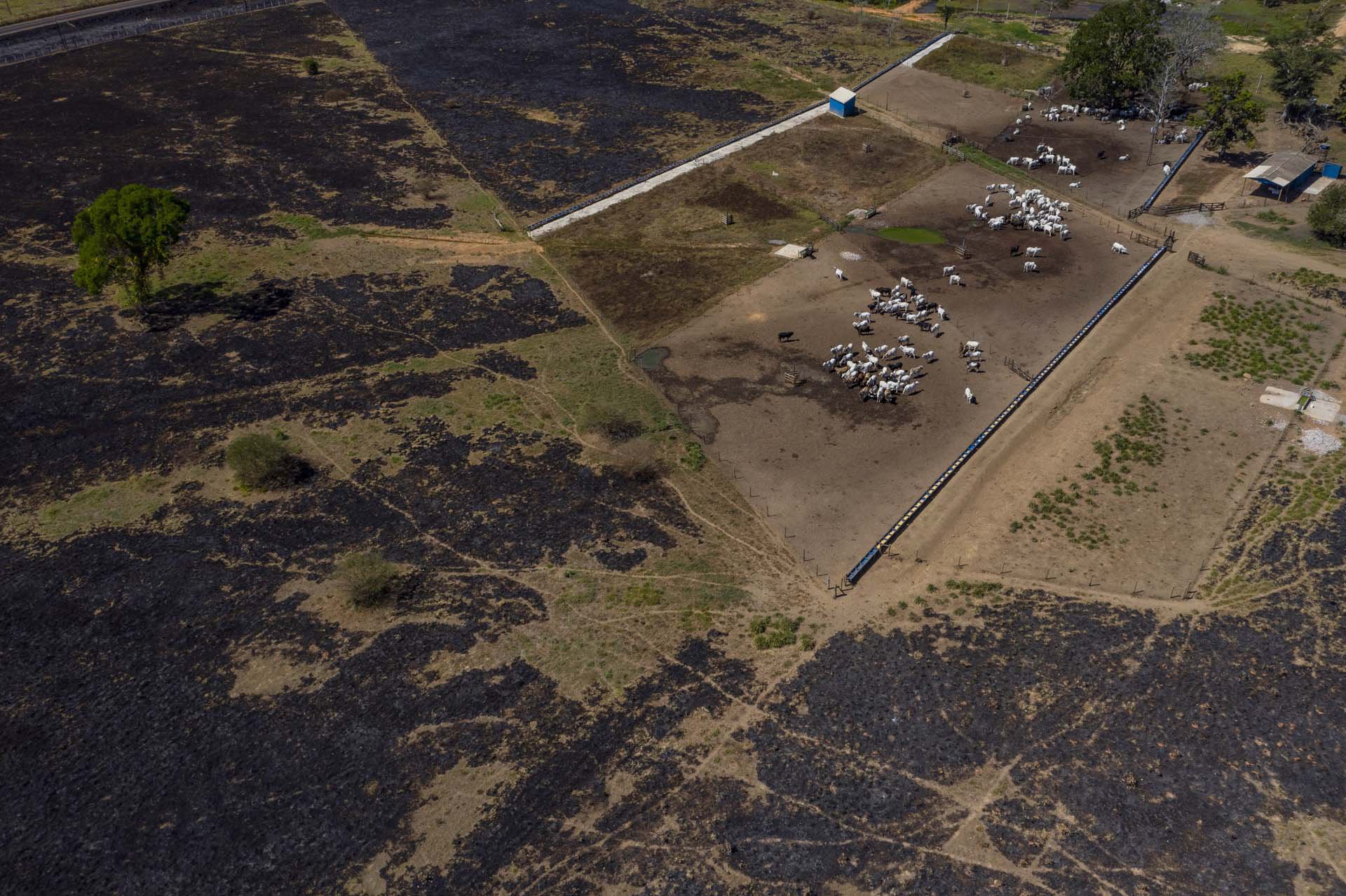 BRAZIL DEFORESTATION 5-13.jpg