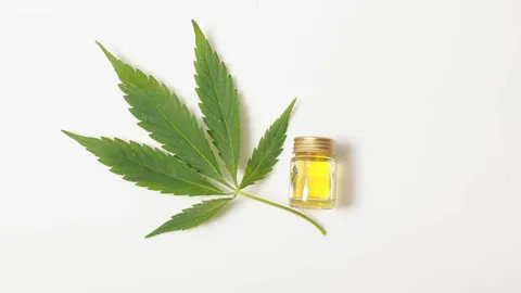 Cannabis.jpg
