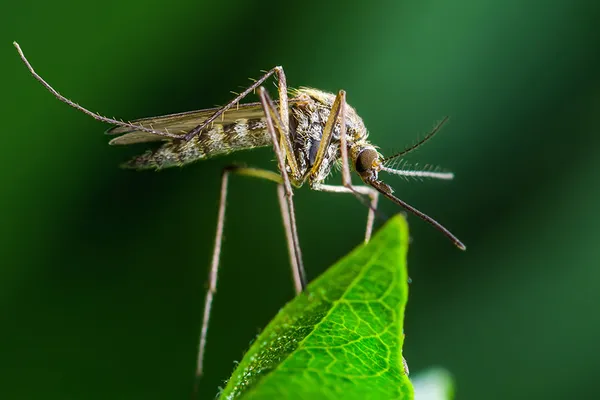 Portada Aedes