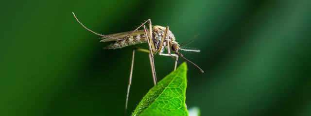 Portada Aedes