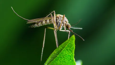 Portada Aedes
