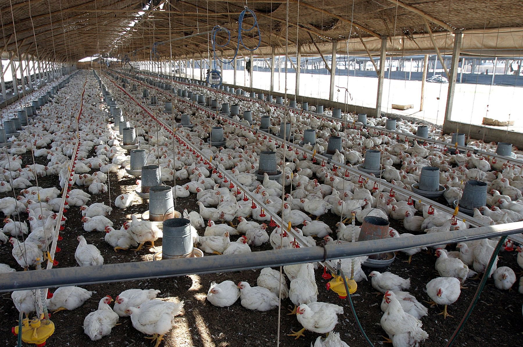 Colistina-pollo-andina.jpg