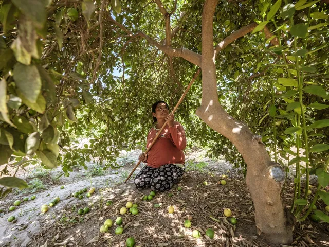 Piura Limones, Leslie Searles