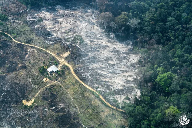 Quemas y vías en medio de la Amazonía. Foto: Fundación para la Conservación y el Desarrollo Sostenible (FCDS).