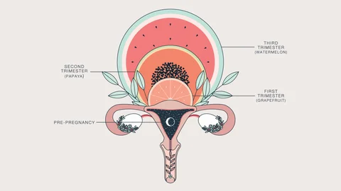 Duvet-Days_Anatomy-Illustrations_11x17_Uterus-Growth-During-Pregnancy.jpg