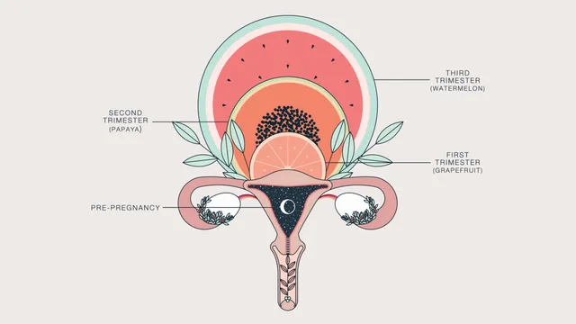 Duvet-Days_Anatomy-Illustrations_11x17_Uterus-Growth-During-Pregnancy.jpg