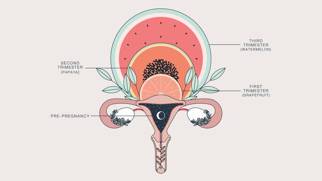 Duvet-Days_Anatomy-Illustrations_11x17_Uterus-Growth-During-Pregnancy.jpg