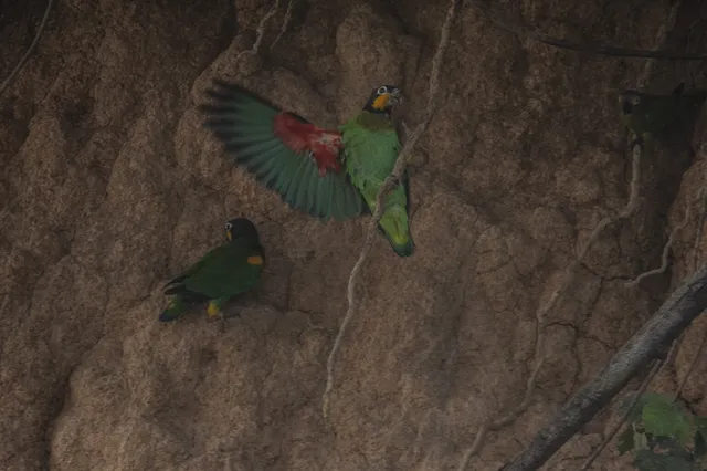 Guacamayos anidan en el Shihuahuaco
