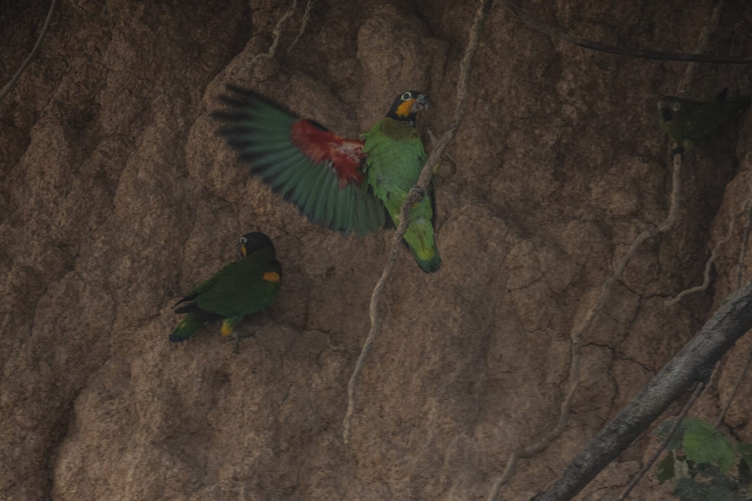 Guacamayos anidan en el Shihuahuaco