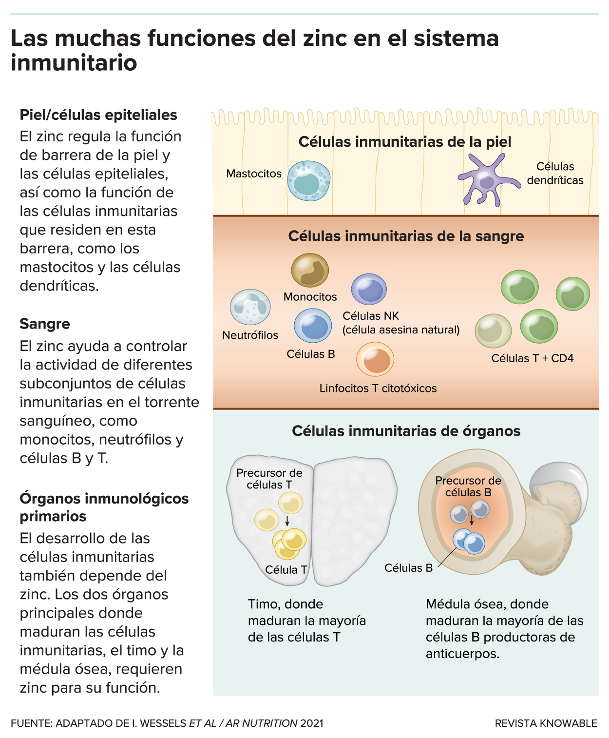 G-zinc-immune-system-kee-alt