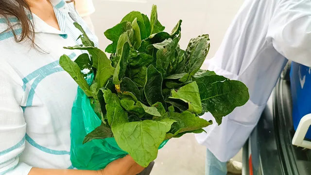 ESPINACA MONITOREO