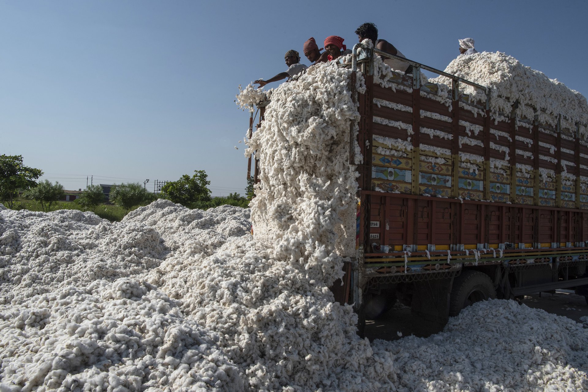 INDIA ORGANIC COTTON 12-1
