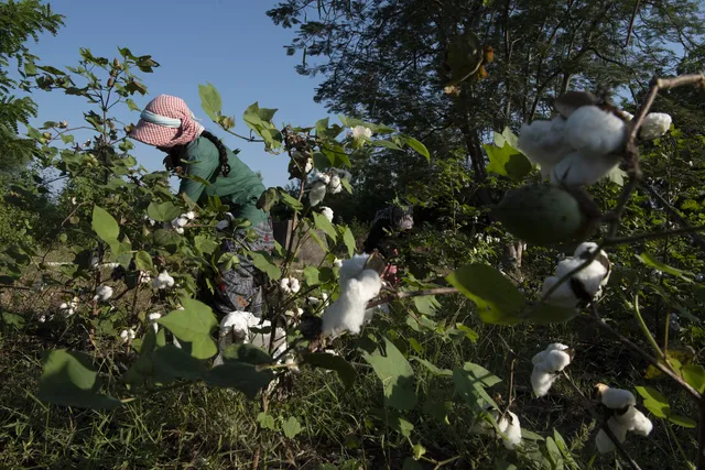 INDIA ORGANIC COTTON 3-7