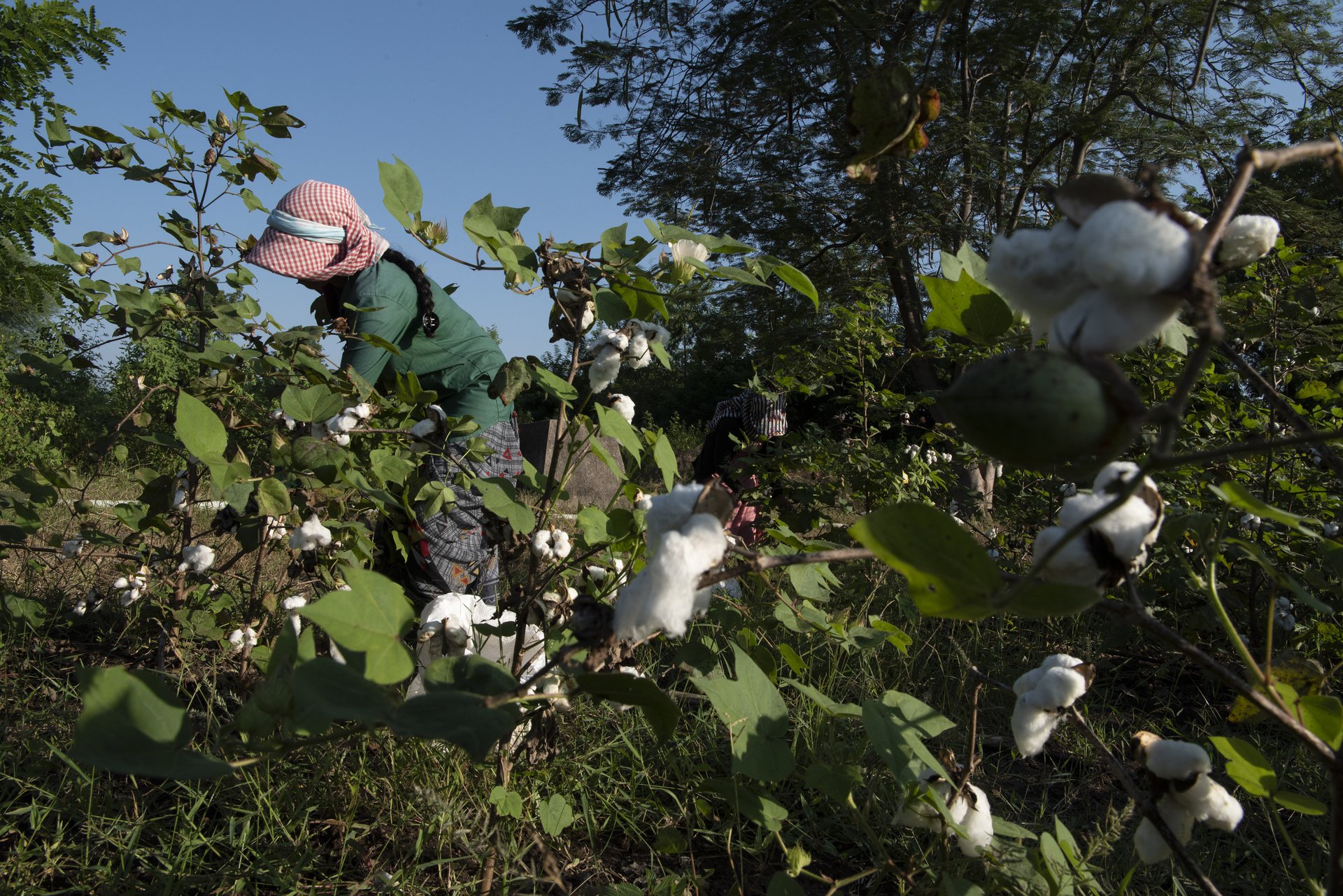 INDIA ORGANIC COTTON 3-7