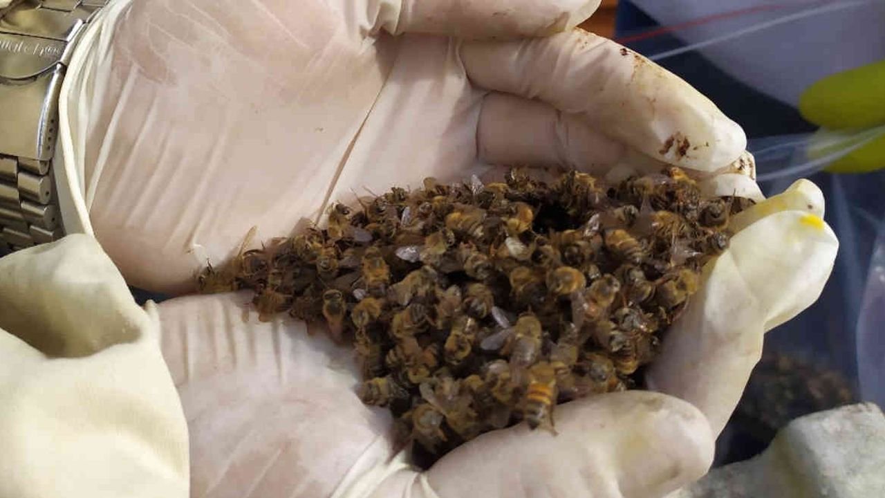 Abejas muertas por pesticidas