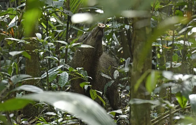 La salud de muchas especies de la vida silvestre, así como la de los seres humanos, se pone en riesgo por la fragmentación de ecosistemas.