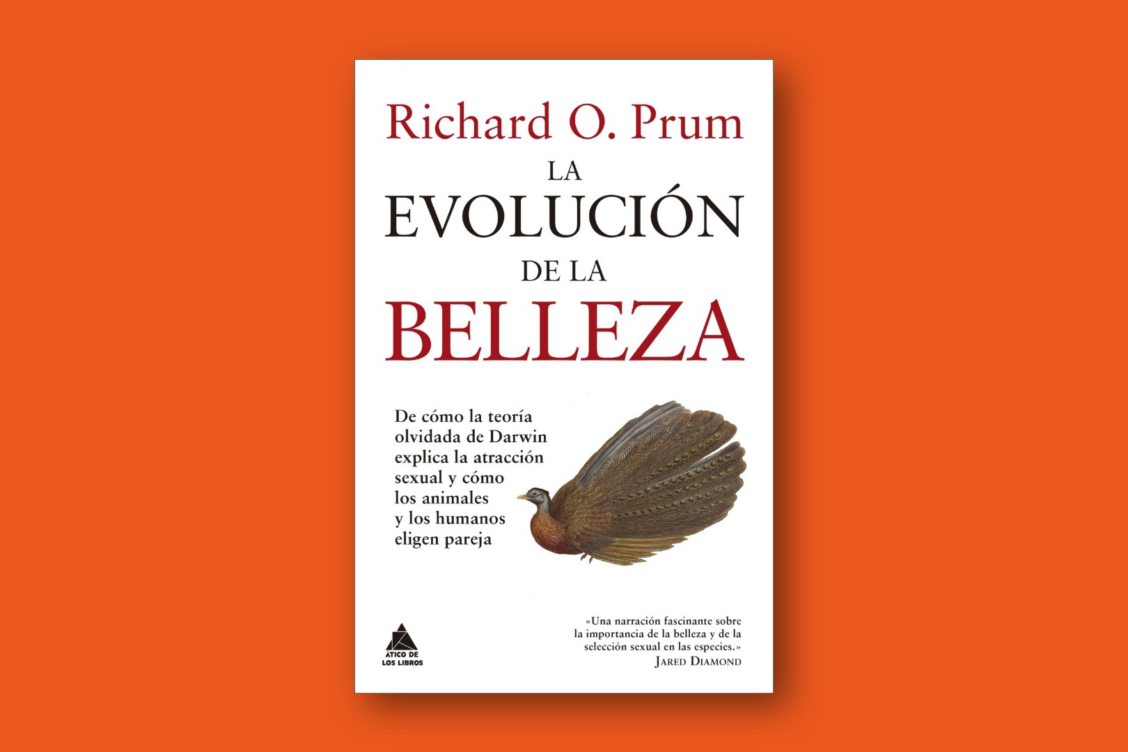 La evolución de la belleza