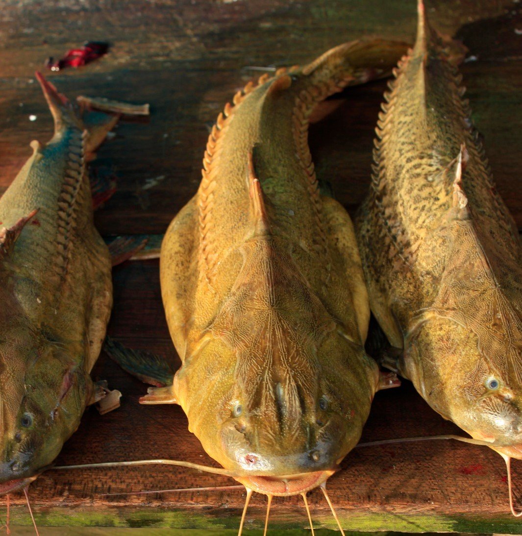 Peces del Marañon © Miguel Araoz Cartagena _ Quisca