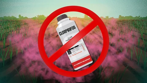 Prohibición de clorpirifos