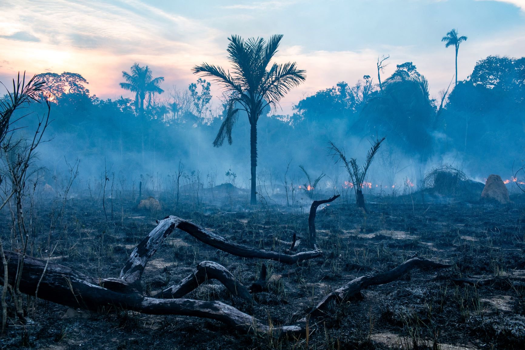 RAINFOREST EMISSIONS