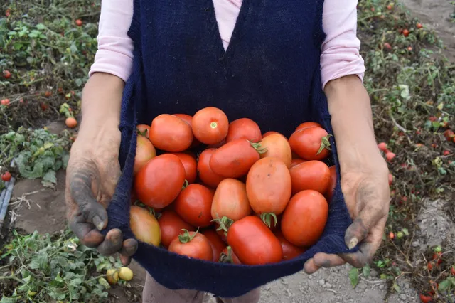 Recuperación de alimentos_0240