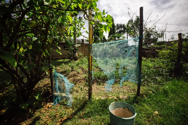 Mosquiteros en un jardín de Kisumu.