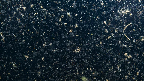 SCI OCEAN MICROPLASTICS 1-2