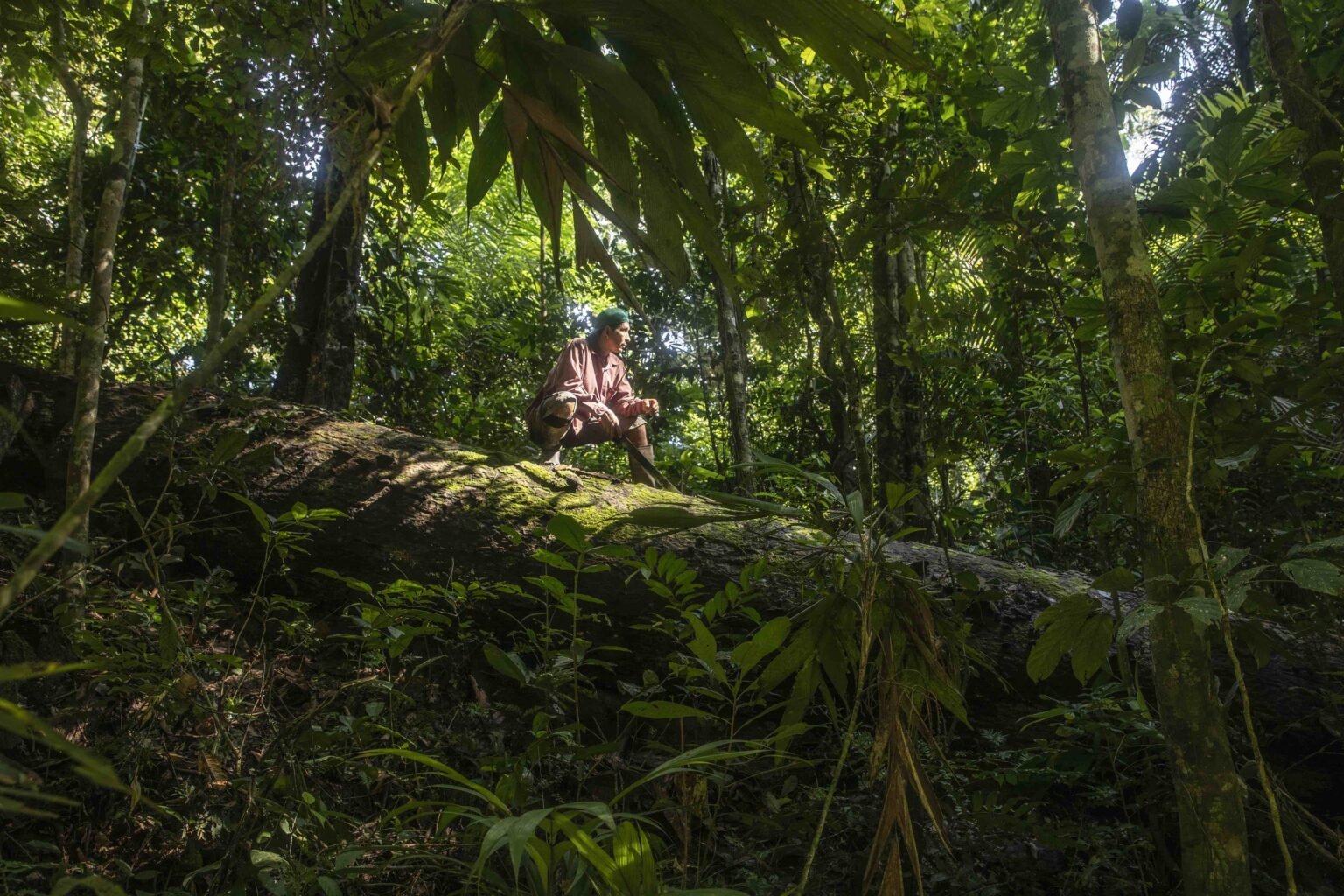Shihuahuaco - Tambopata