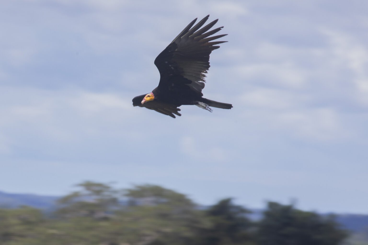 Ave en la reserva nacional Tambopata