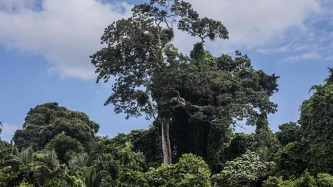 Un shihuahuaco milenario sobresale en la Amazonía peruana.