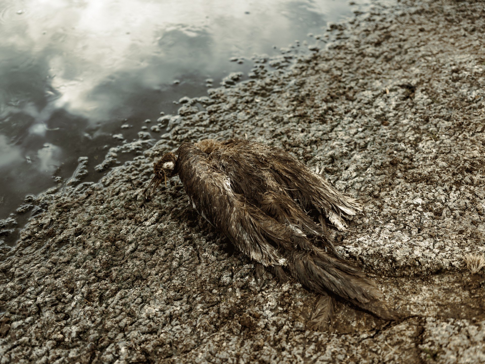 Detalle de un ave muerta fosilizada sobre la tierra seca y conchuelas.