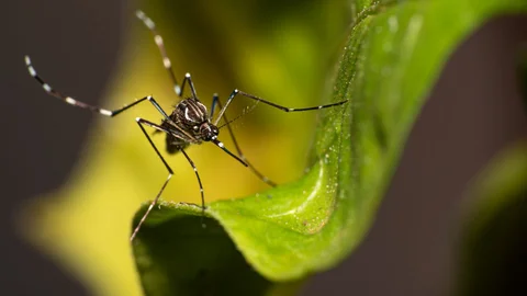 aedes aegypti mosquito