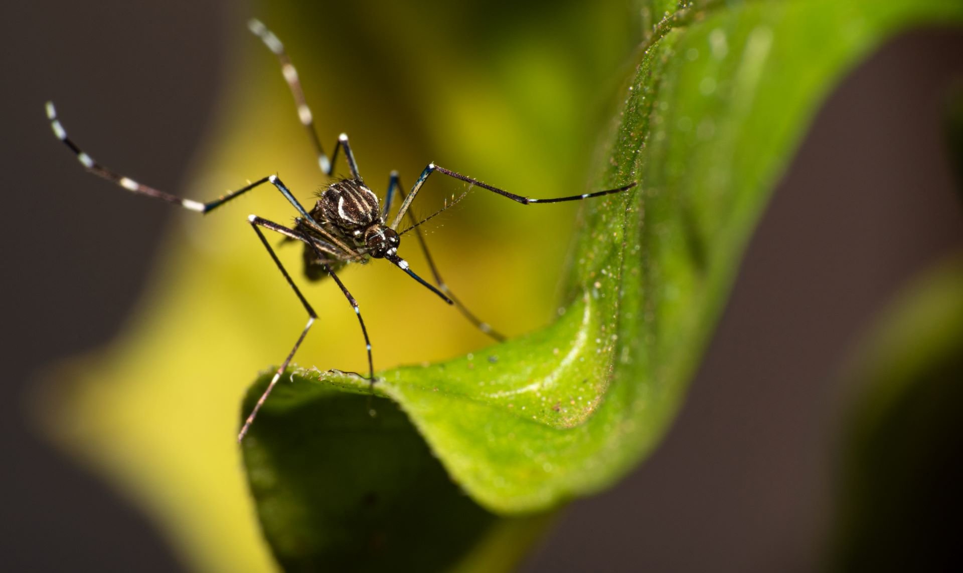 aedes aegypti mosquito