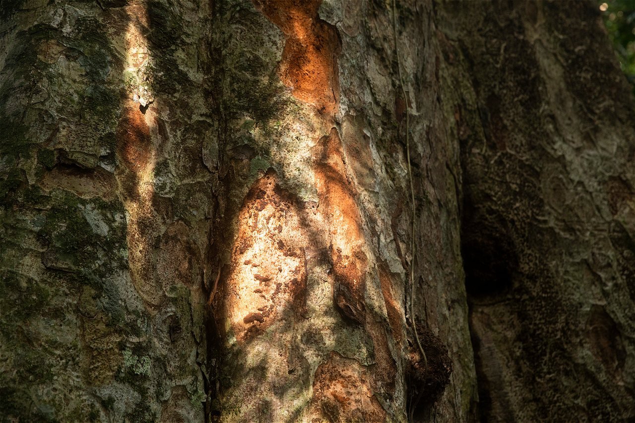 Tronco de un Shihuahuaco adulto
