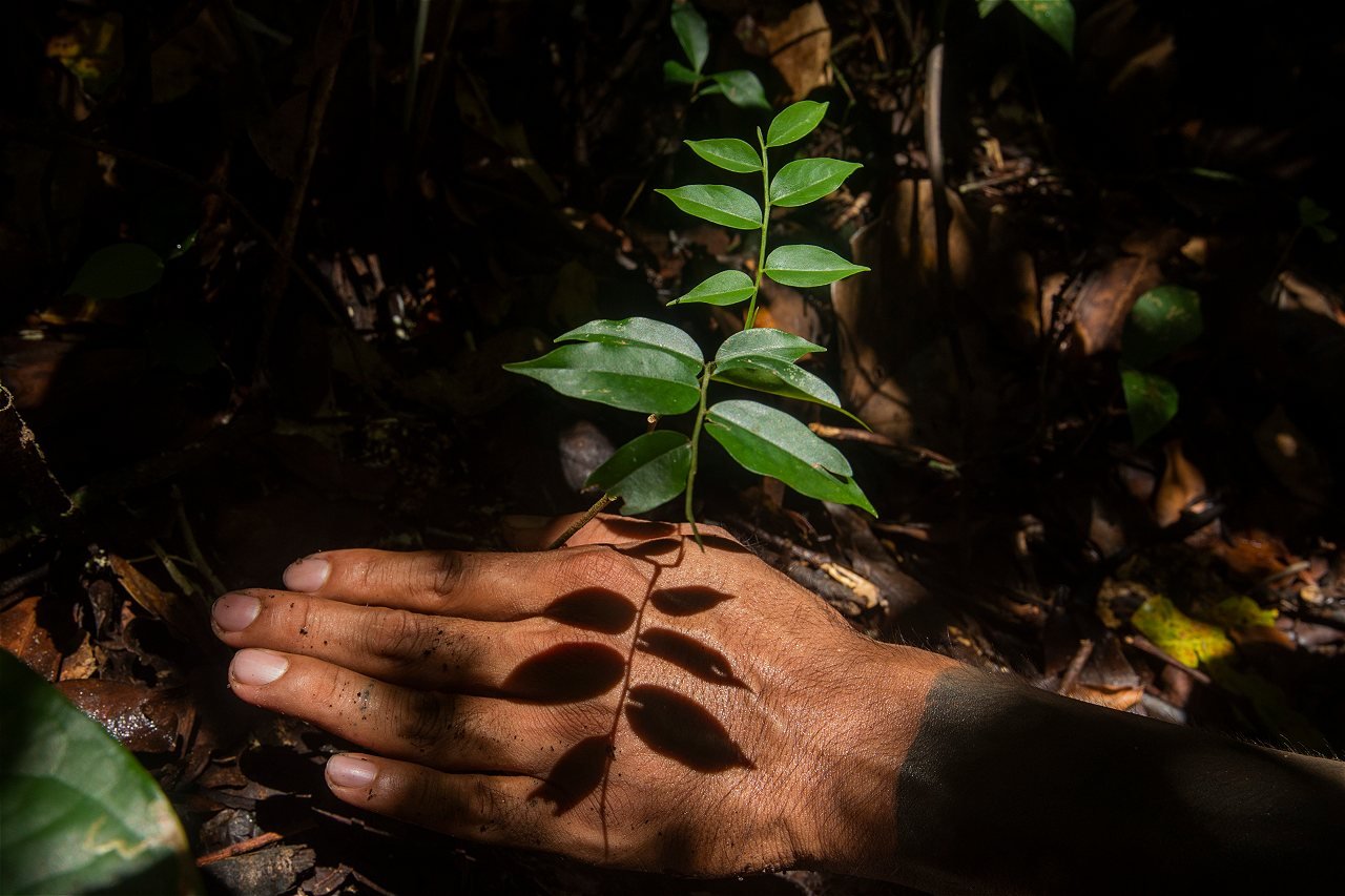 Hojas compuestas de un árbol bebé