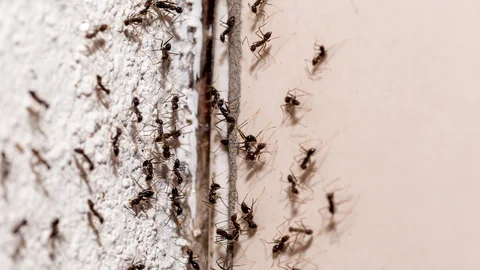 bugs-wall-coming-out-through-crack-wall-sweet-ant-infestation-indoors2