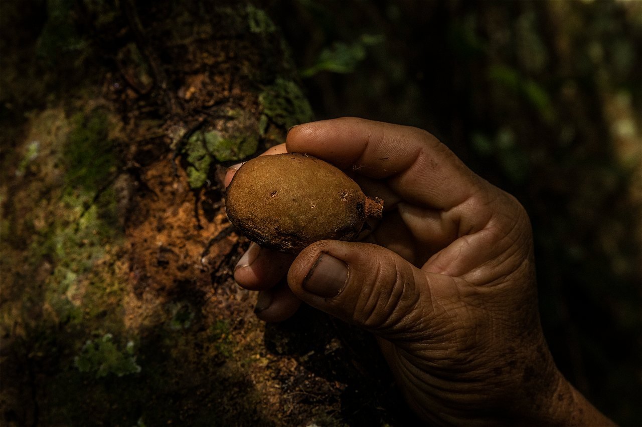 Fruto de un Shihuahuaco