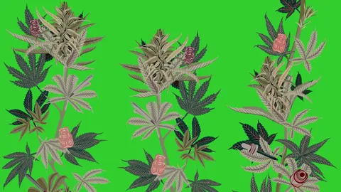 cannabis mitos card.jpg