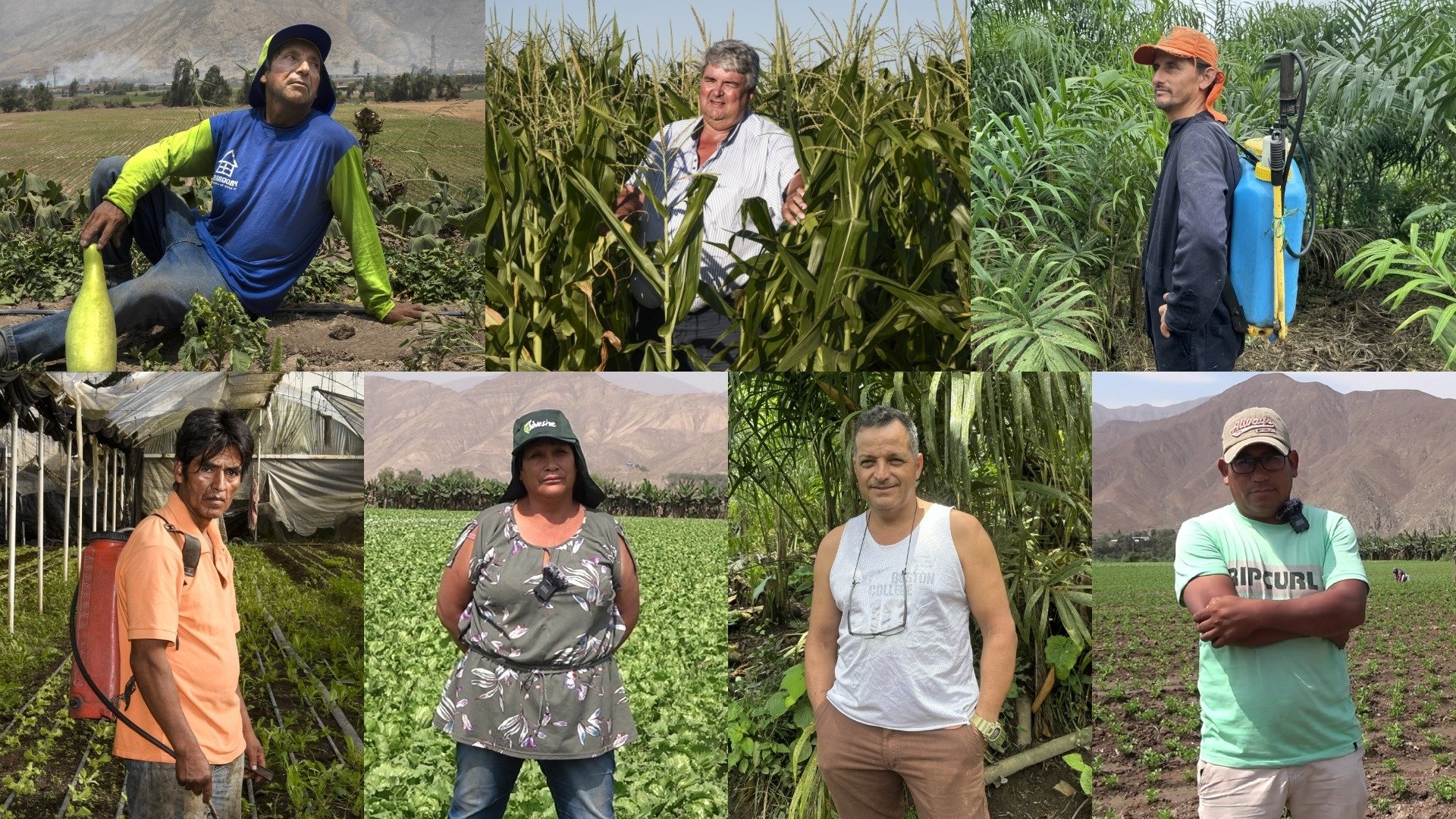 composicion_testimonios_agricultores_pea