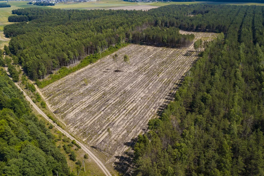 deforestacion2.jpg