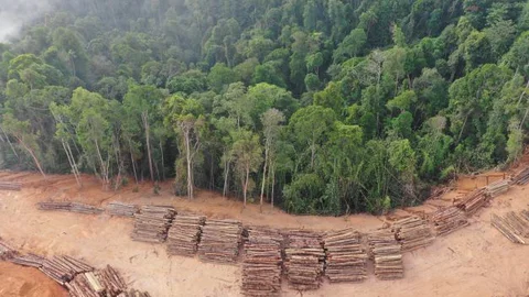 deforestacion_SCL.jpg