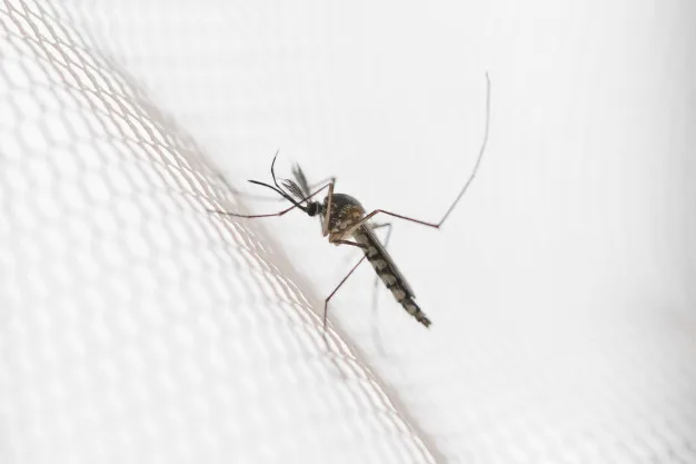 dengue2.jpg