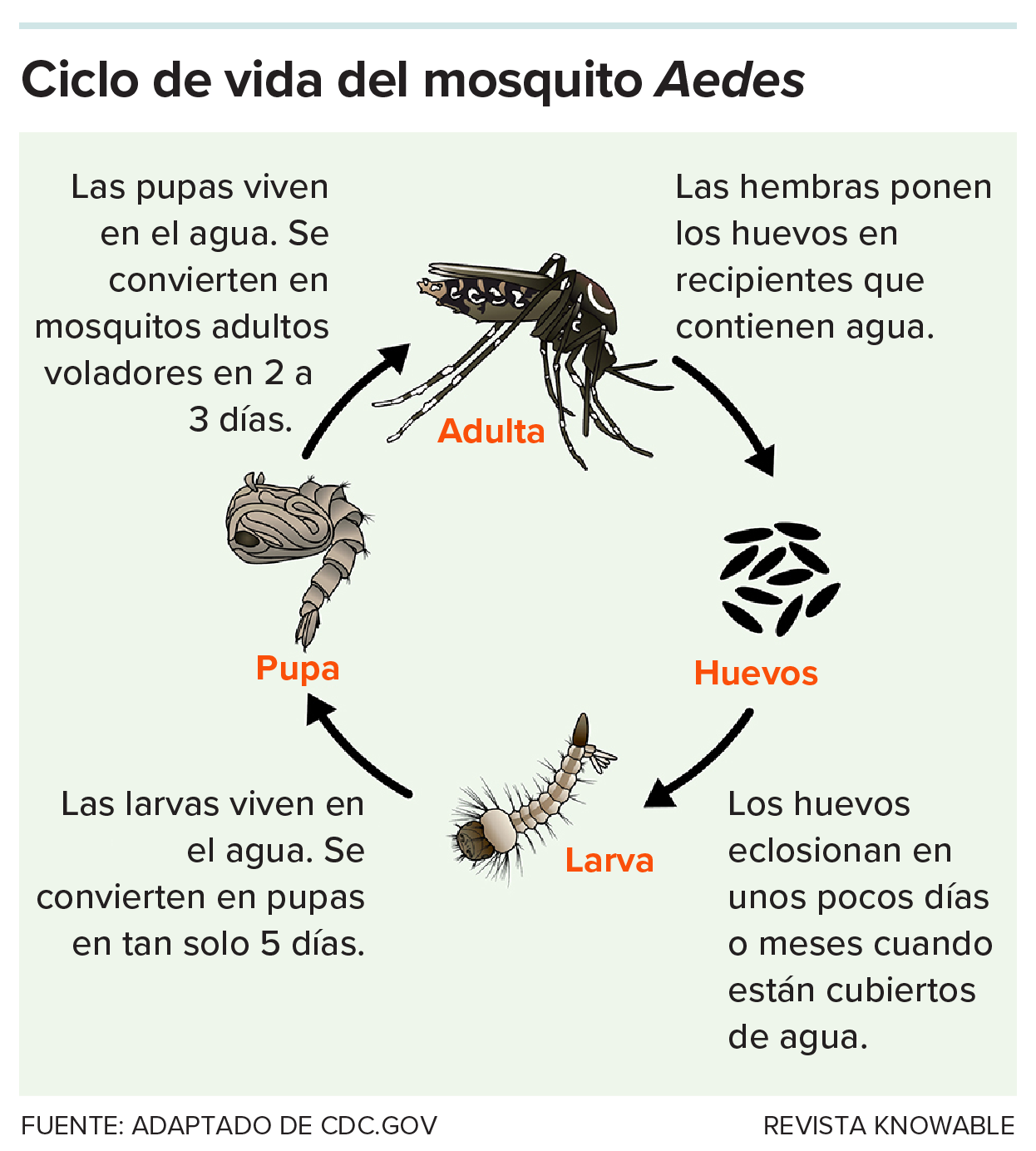 Infografía - Aedes