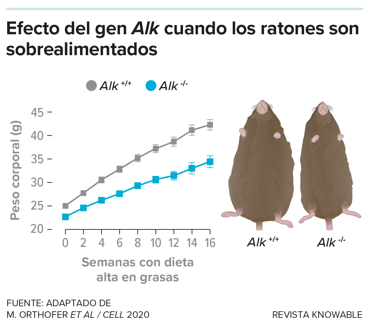 g-effect-alk-gene-overfed-kee